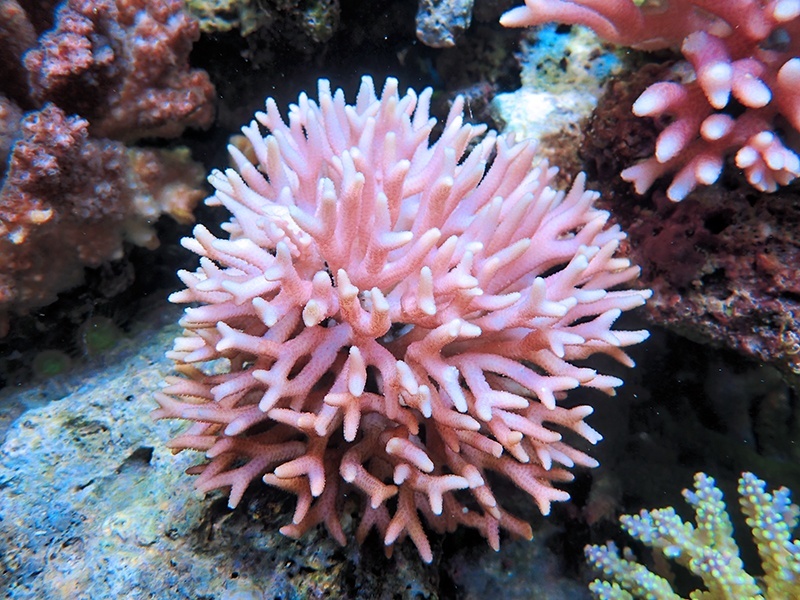 画像1: 0215－04（フィジー）