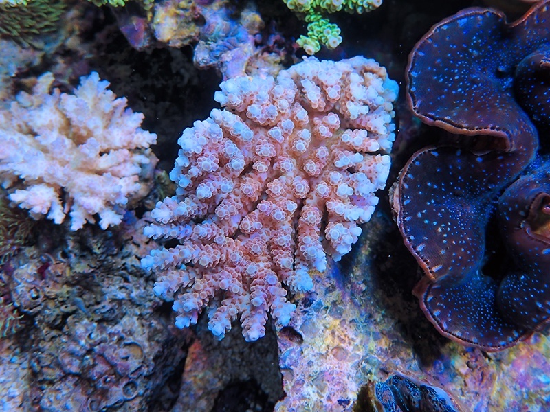 画像1: 0215－08（フィジー）