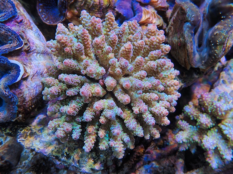 画像1: 0215－10（フィジー）