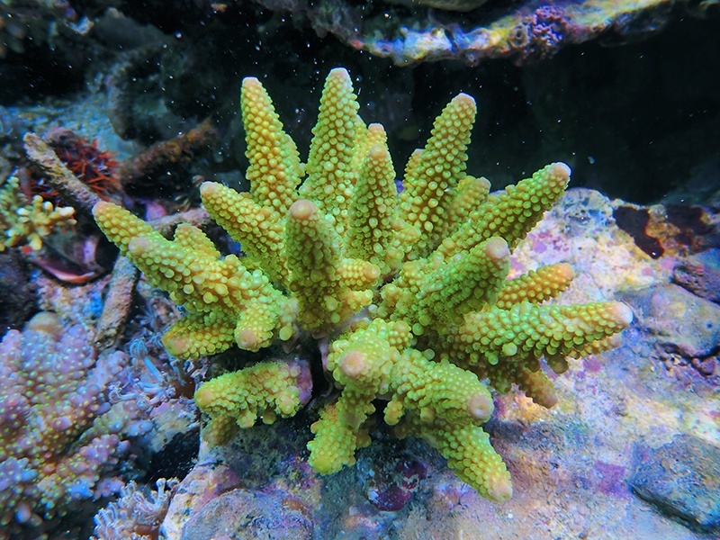 画像1: 0215－13（フィジー）