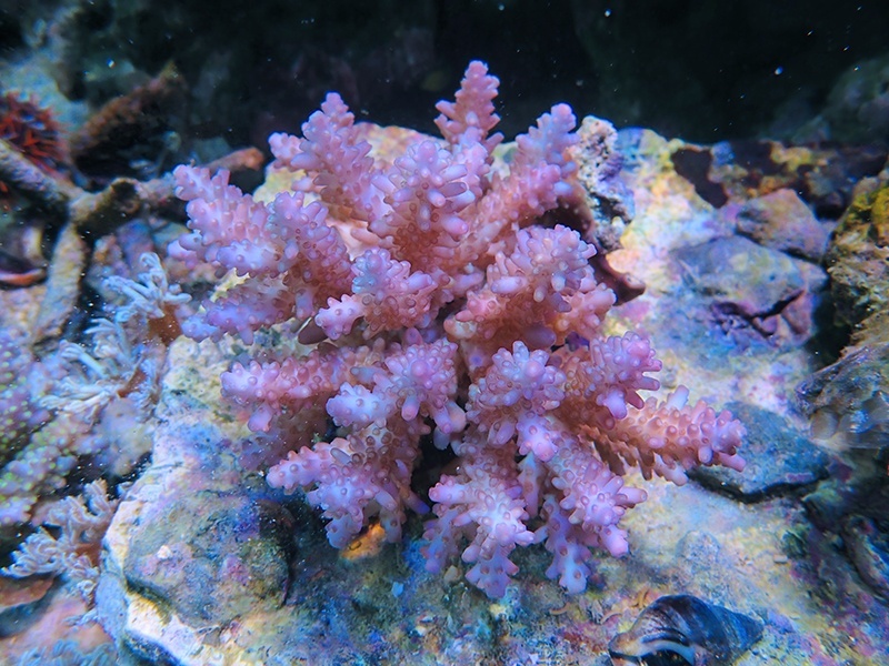 画像1: 0215－14（フィジー）