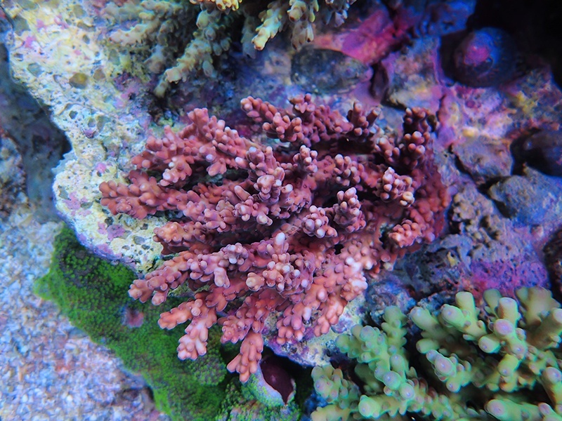 画像1: 0308－16（チェリーブロッサム）