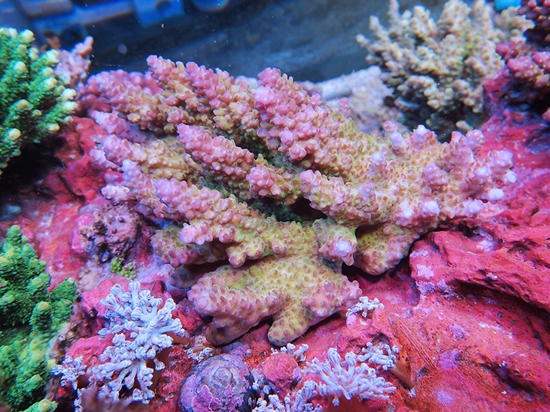 画像1: 0419－15（オーストラリア）