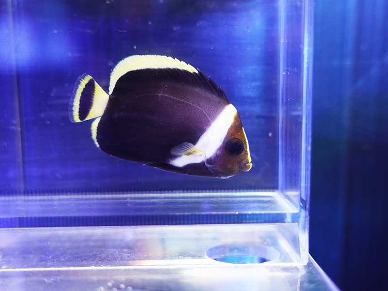 画像1: キヘリキンチャクダイ幼魚01
