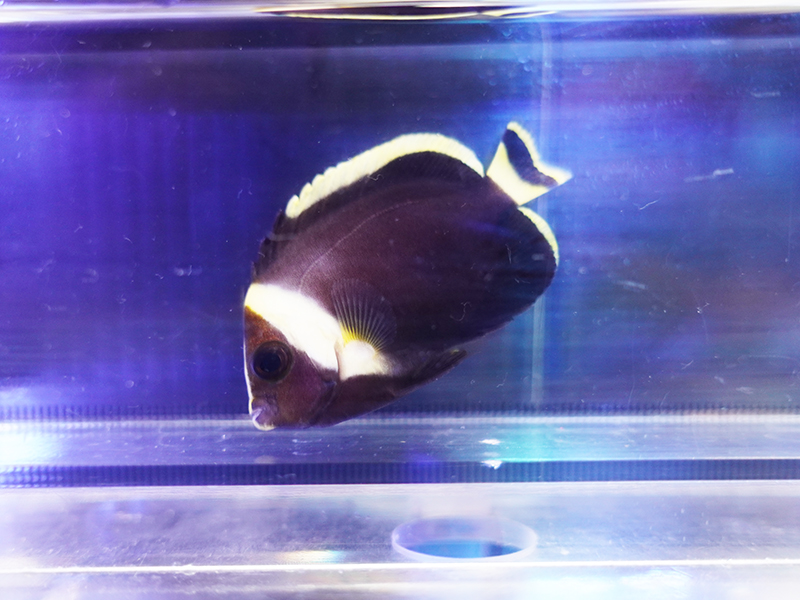 画像1: キヘリキンチャクダイ幼魚02
