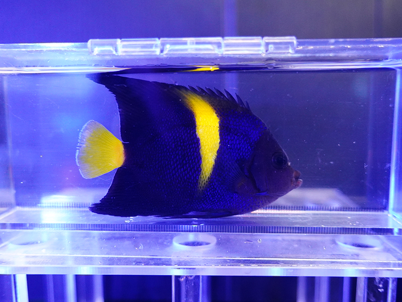 画像1: アズファーエンゼル（紅海）SM