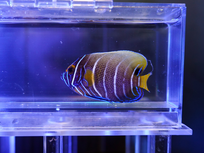 画像1: ブルーフェイスエンゼル半成魚SM