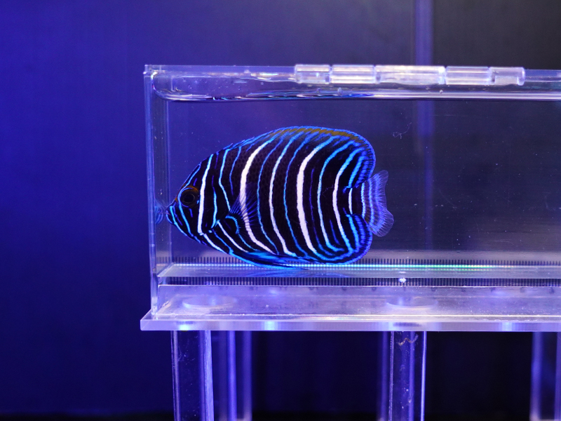 画像1: ブルーフェイスエンゼル幼魚02