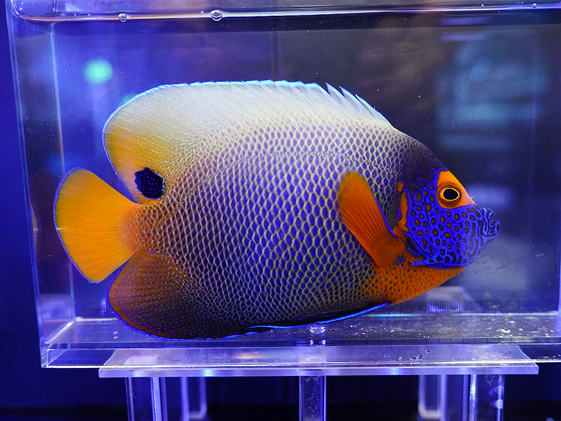 画像1: ブルーフェイスエンゼルL