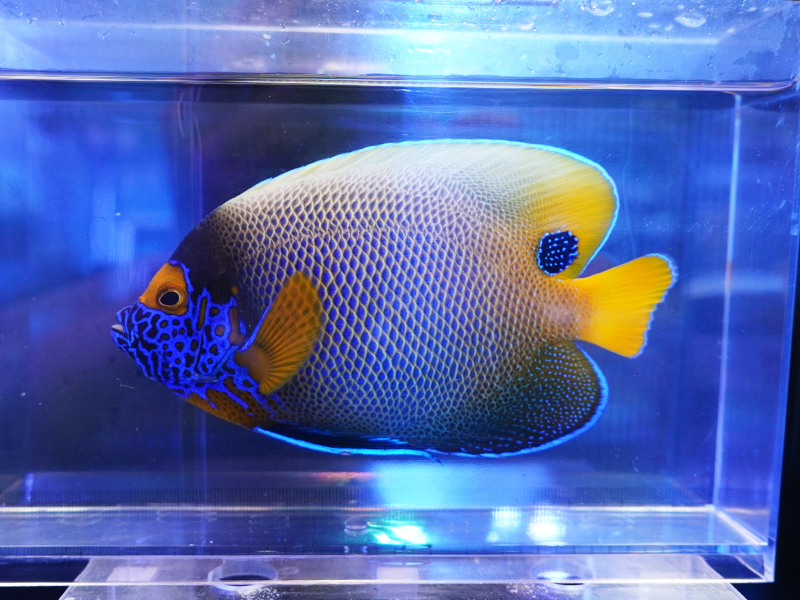 画像1: ブルーフェイスエンゼルM