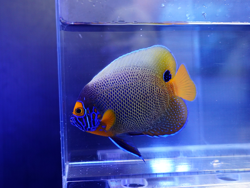 画像1: ブルーフェイスエンゼル成魚ＭS02