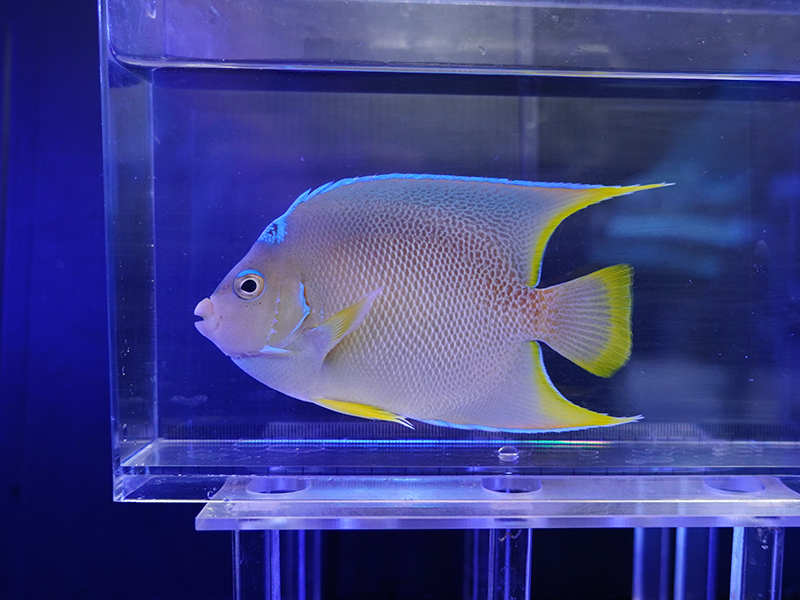 画像1: ブルーエンゼルM