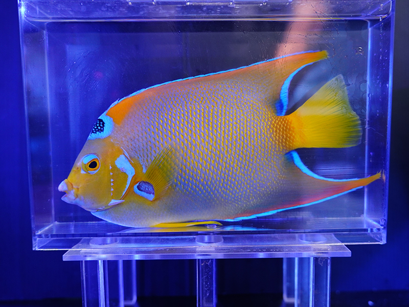 画像1: カリブクイーンエンゼルL