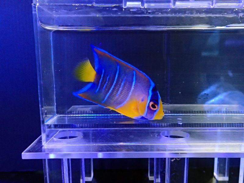 画像1: カリブクイーンエンゼルS