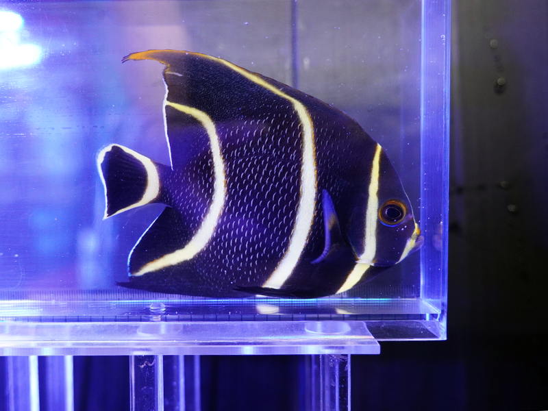 画像1: フレンチエンゼル（ブラジル）ML