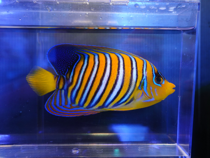 画像1: インドニシキヤッコ（バリ）M