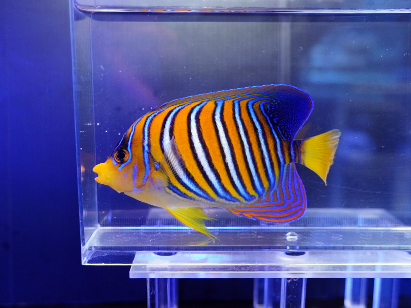 画像1: インドニシキヤッコ（バリ）M