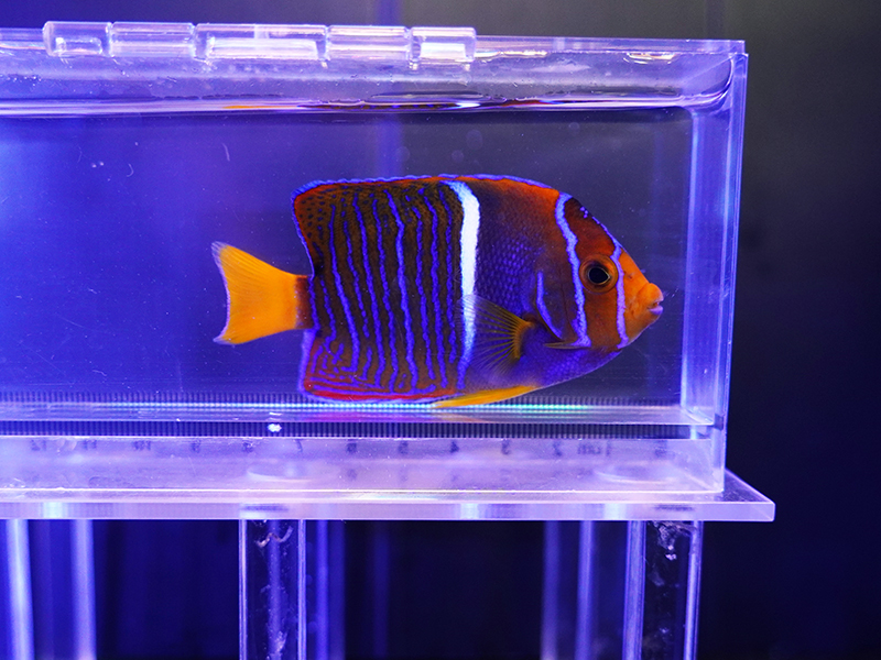 画像1: パッサーエンゼルSM