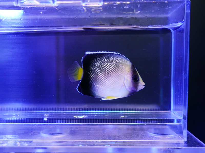 画像1: クロシテンヤッコS