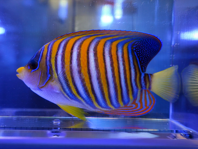 画像1: ニシキヤッコ（バリ）M