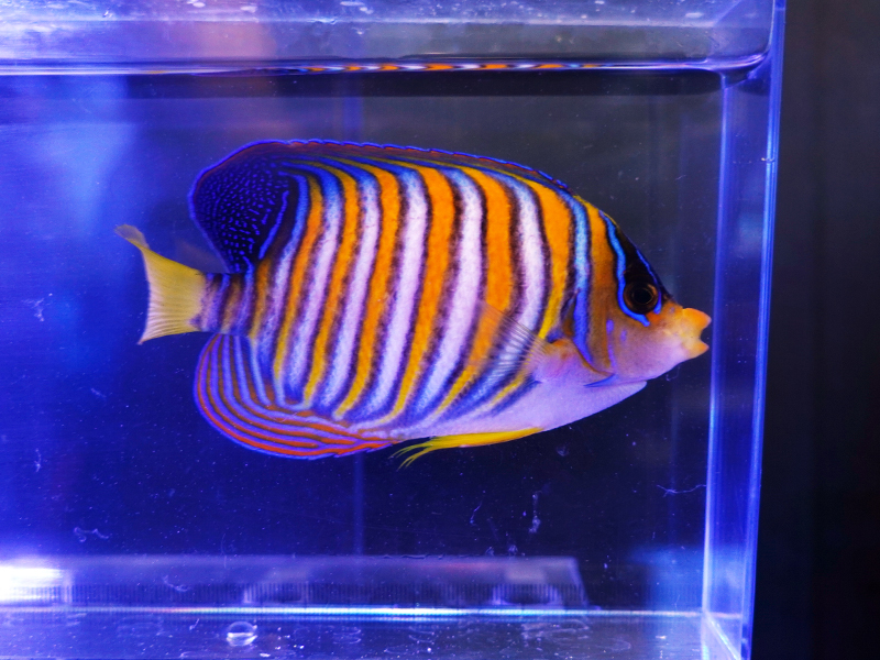 画像1: ニシキヤッコ（バリ）M