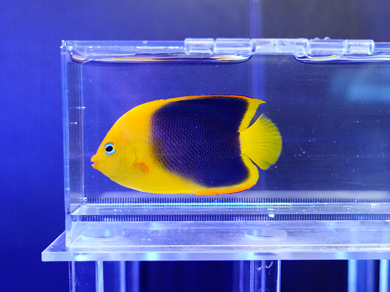 画像1: ロックビューティーSＭ