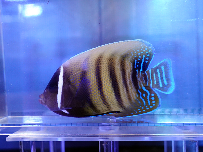 画像1: ロクセンヤッコM