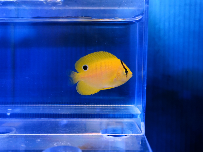 画像1: シテンヤッコ幼魚