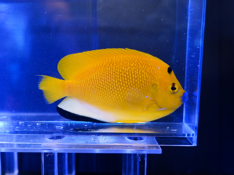 画像1: シテンヤッコM