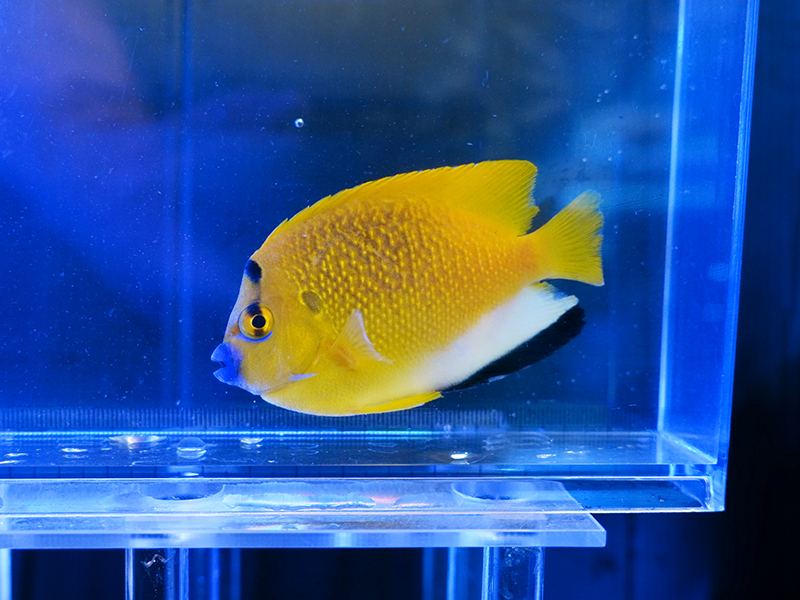 画像1: シテンヤッコMS