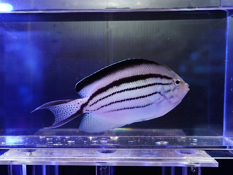 画像1: タテジマヤッコM