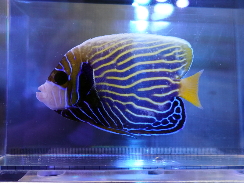 画像1: タテジマキンチャクダイ（バリ）M