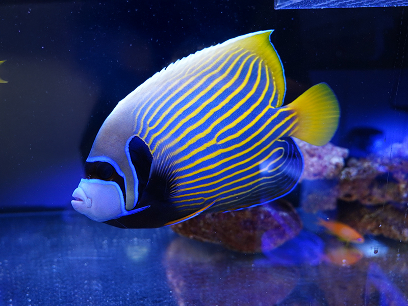 画像1: タテジマキンチャクダイ（バリ）XL