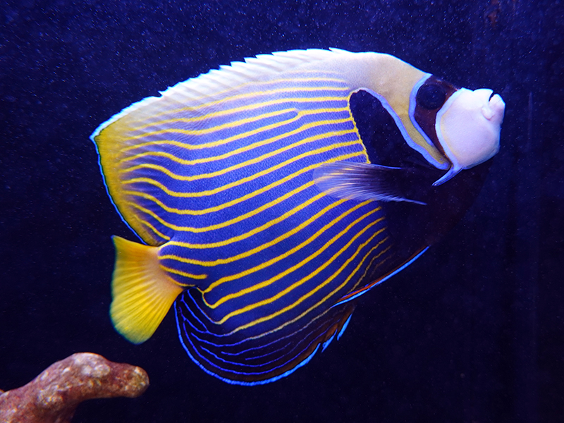 画像1: タテジマキンチャクダイ（マニラ）XL