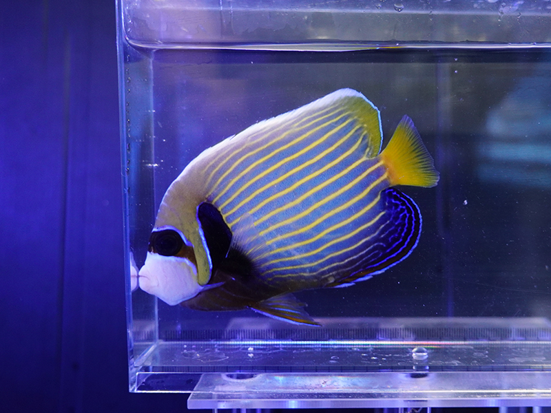 画像1: タテジマキンチャクダイ（スリランカ）M