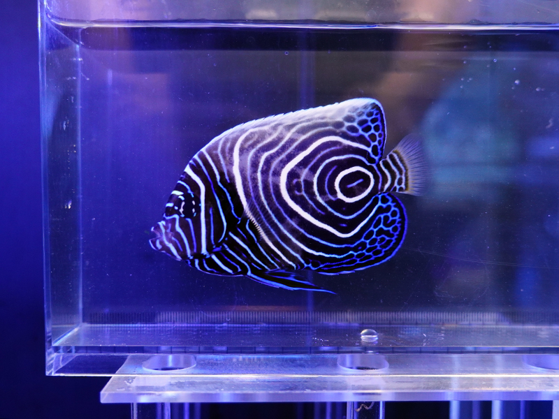 画像1: ウズマキL