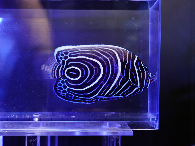 画像1: ウズマキL