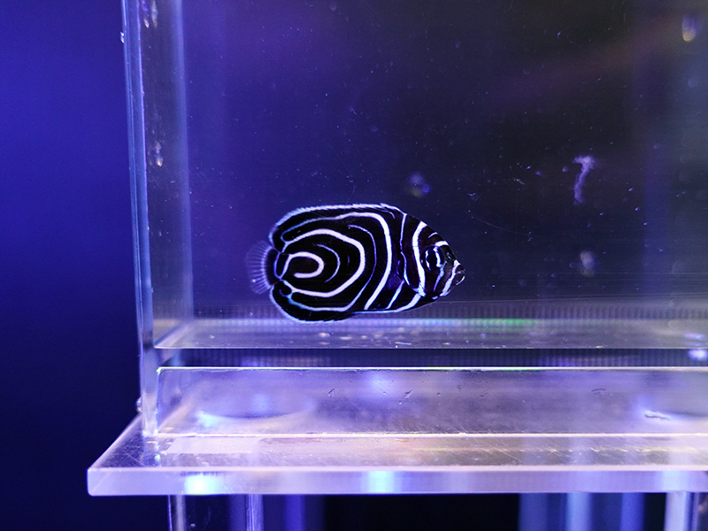 画像1: ウズマキS（マニラ）01