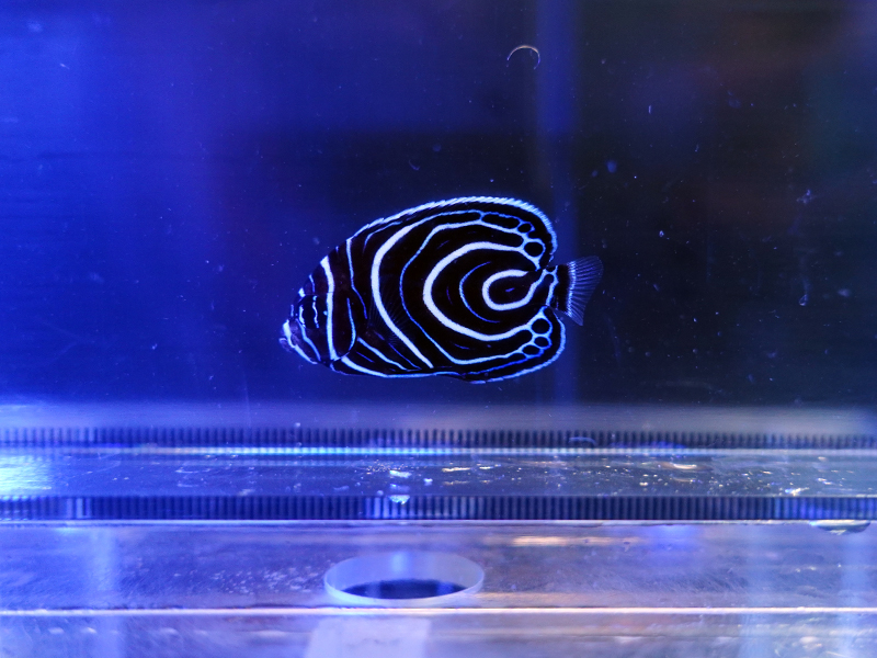 画像1: ウズマキS（マニラ）03