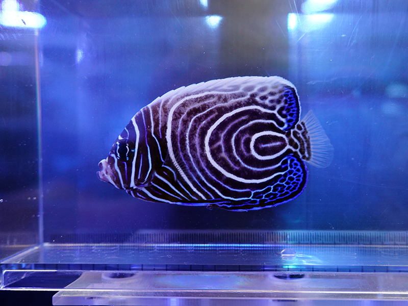 画像1: ウズマキML