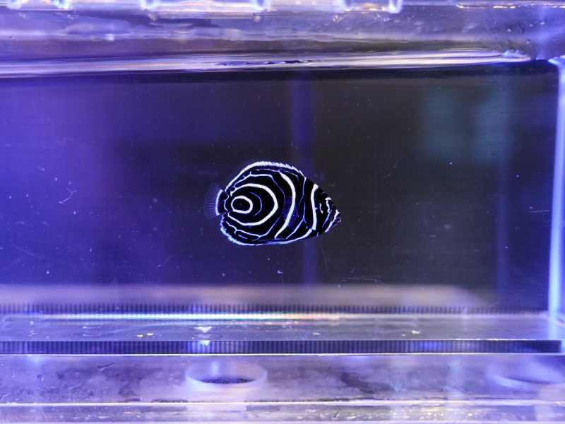 画像1: ウズマキ（スリランカ）インド洋タイプSS01