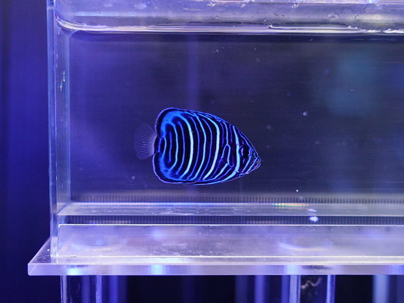 画像1: ワヌケヤッコ幼魚01