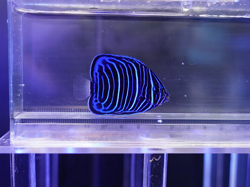 画像1: ワヌケヤッコ幼魚02