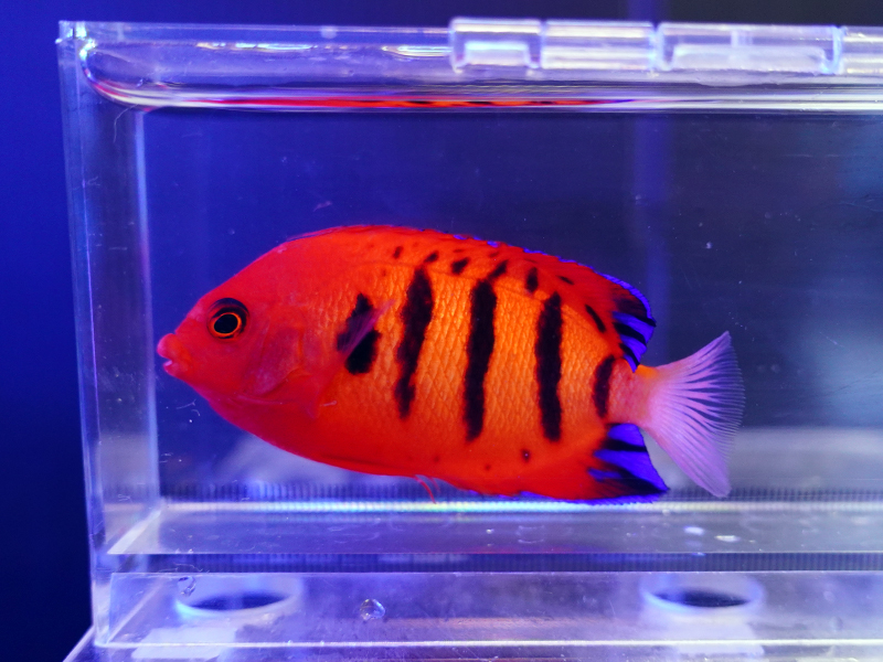 画像1: クリスマスフレームエンゼル01