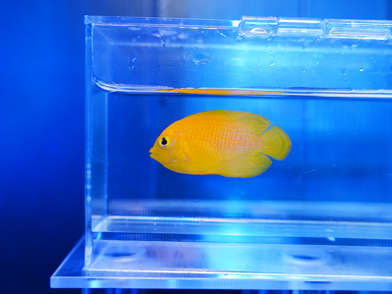 画像1: ヘラルドヤッコ03