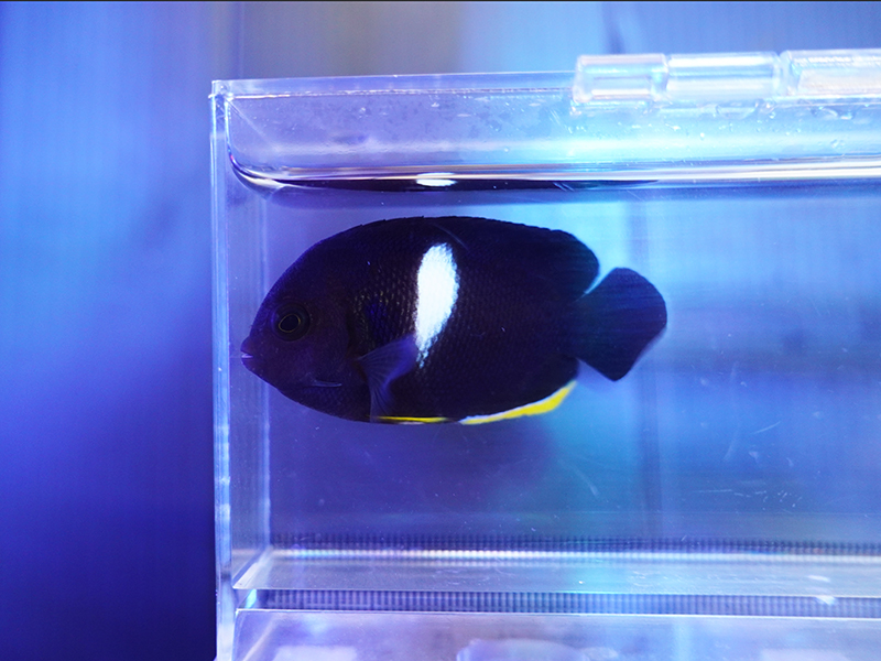 画像1: アブラヤッコ02