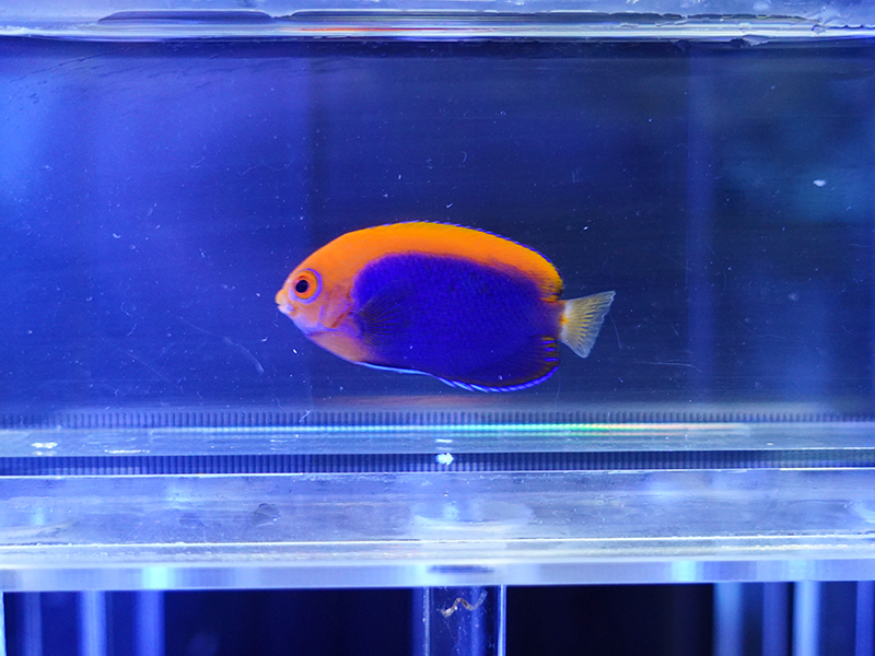 画像1: アフリカンピグミーエンゼル02