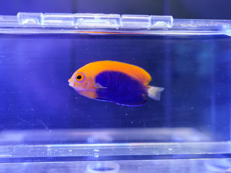 画像1: アフリカンピグミーエンゼル03