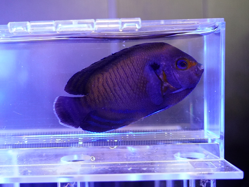 画像1: メニースパインドエンゼル