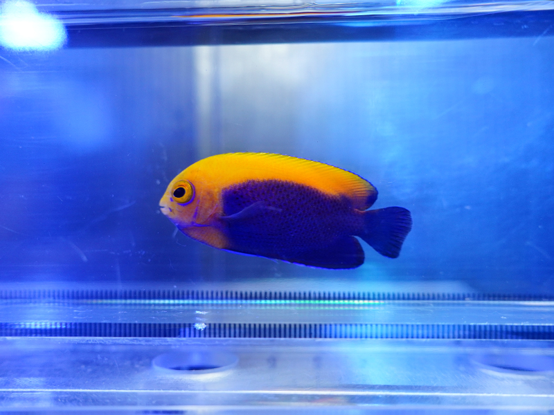 画像1: カリビアンフレームバック01